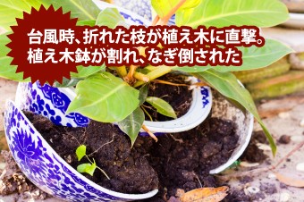 植木鉢が割れ、なぎ倒された