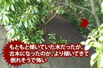 樹木が倒れそうで怖い