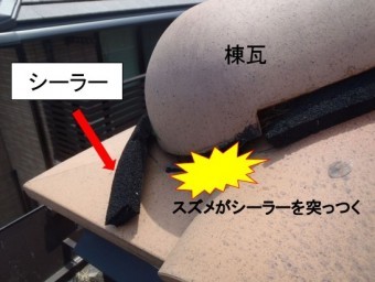 屋根スズメ