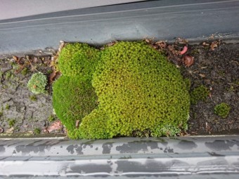 雨樋の詰まり 補修