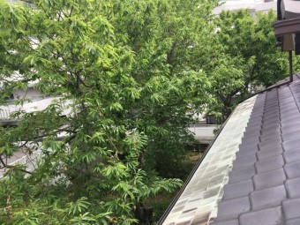 栗の木