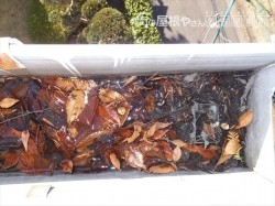雨樋の詰まり
