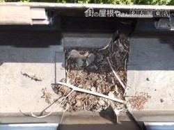 雨樋の詰まり