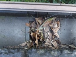 雨樋の詰まり