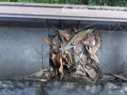 雨樋の詰まり