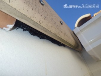 防鳥施工
