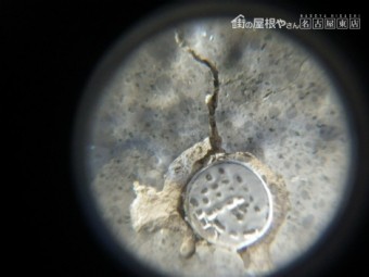 現地調査