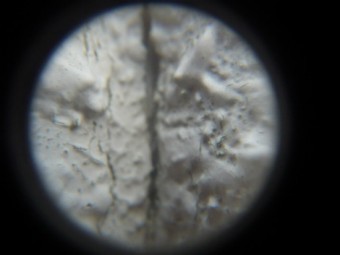 現地調査