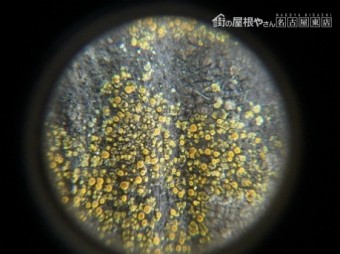 現地調査