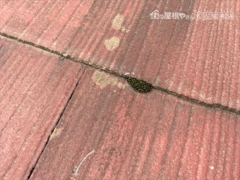 スレート 点検 コケ