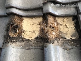 瓦屋根 雀の巣