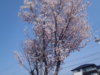 桜