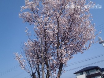 桜