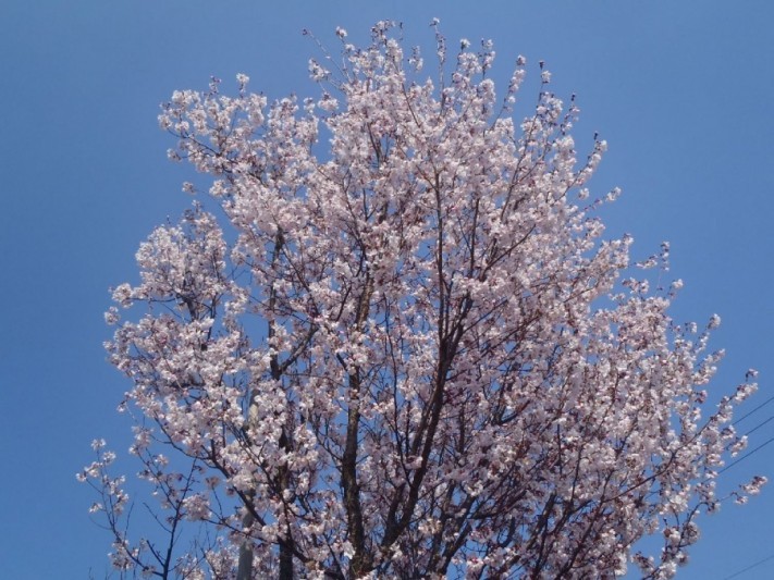 桜