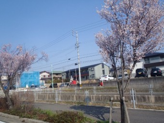 桜