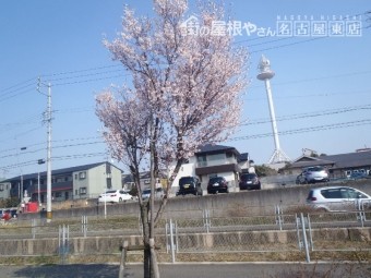 桜