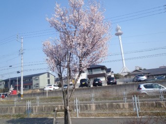 桜