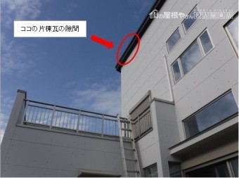 片棟冠のすずめ