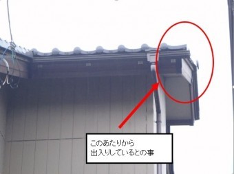 屋根スズメぐち