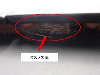 屋根にスズメの巣