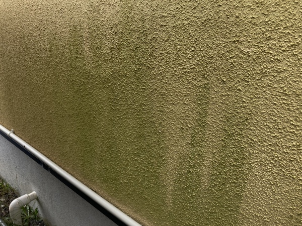 藻の発生　外壁劣化