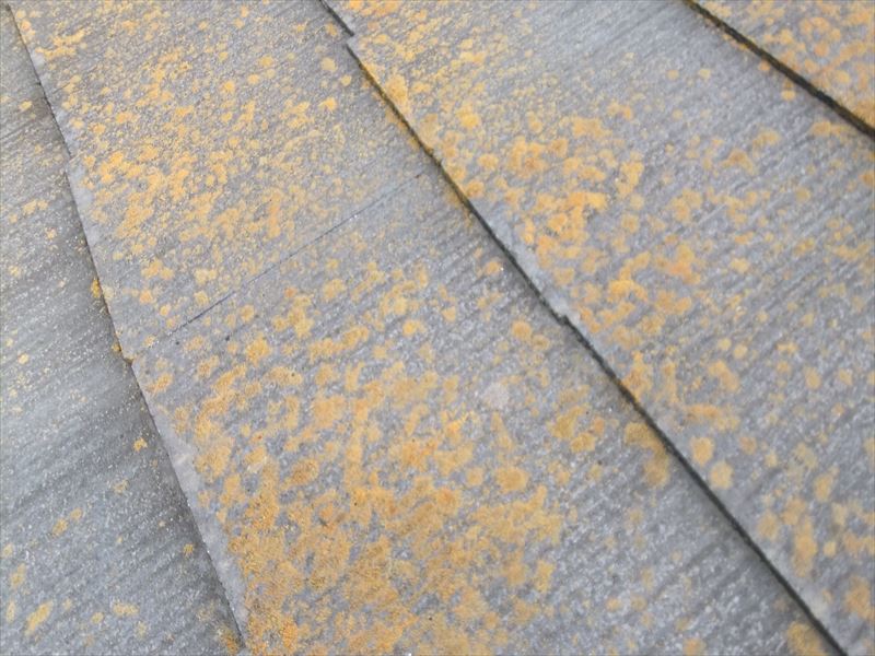 屋根の塗装　黄カビの発生