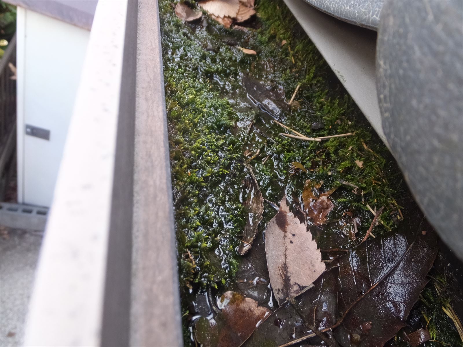 雨樋の中に枯れ葉がたくさん詰まっています