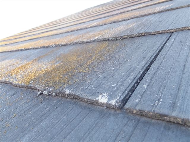 屋根の点検　コケやカビの発生