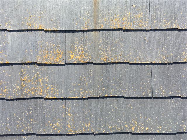 屋根の状態確認　スレート屋根　カビの発生